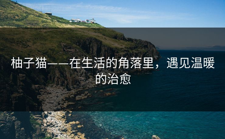 柚子猫——在生活的角落里，遇见温暖的治愈